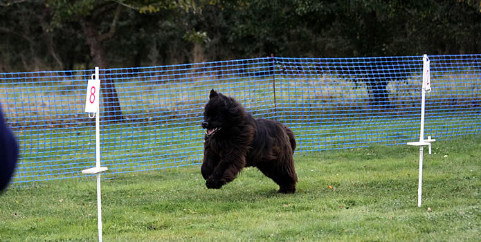 Achievers Nosework Tests